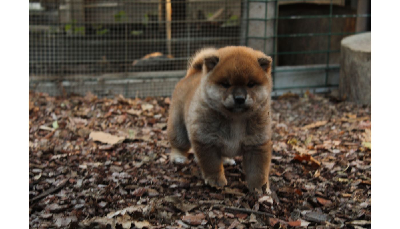 Cucciollo shiba inu con pedigree. cucciolloshibainuconpedigree-68fdd5d397a94.jpeg