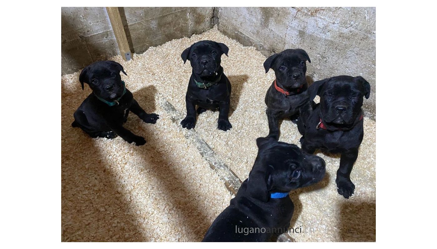 Cane Corso cuccioli in vendita canecorsocuccioliinvendita12345678.jpg