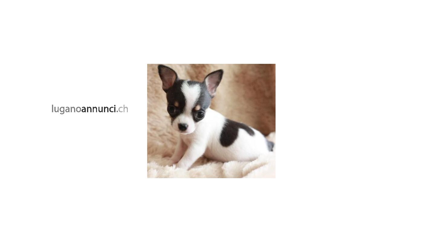 Chihuahua toy cuccioli bianchi e neri chihuahuatoycucciolibianchiene.jpg