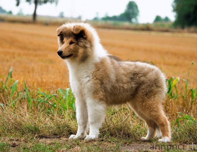 Cuccciolo collies All della verde Scozia CuccciolocolliesAlldellaverdeScozia.jpg Cuccciolo collies All della verde Scozia CuccciolocolliesAlldellaverdeScozia.jpg