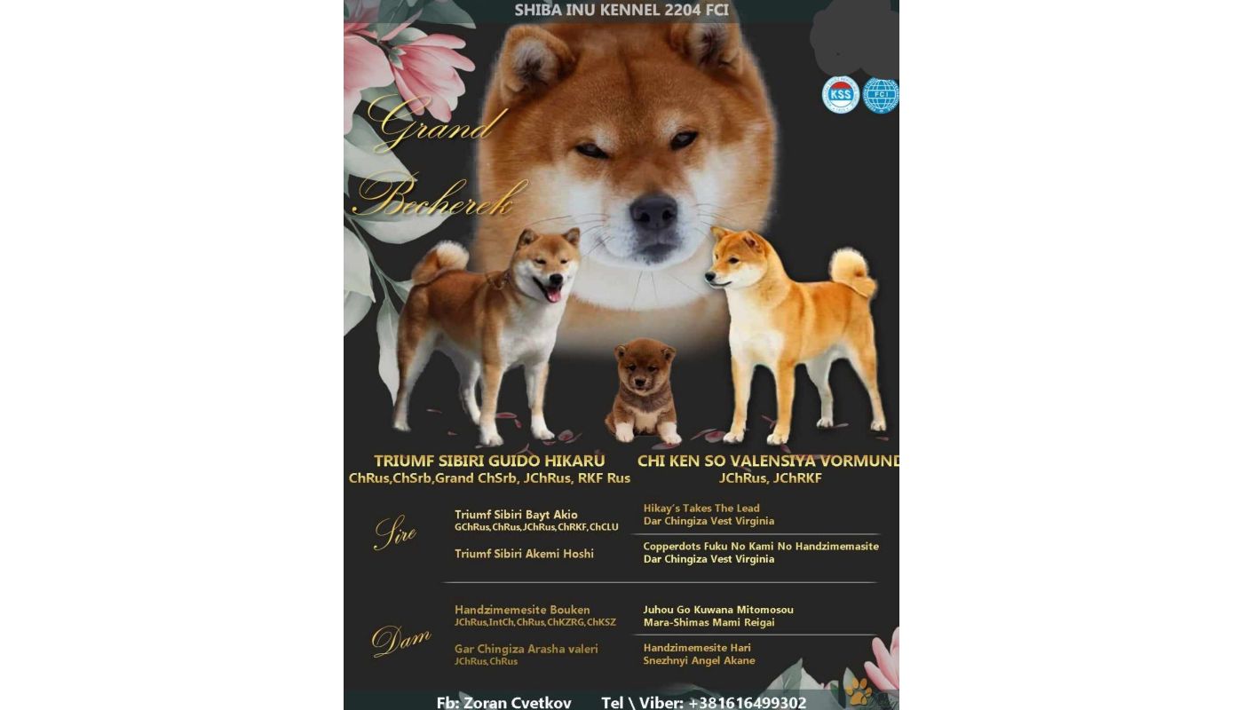 Shiba Inu cuccioli in vendita shibainucuccioliinvendita.jpg