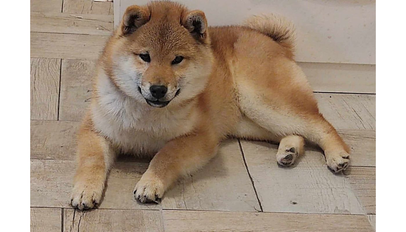 Shiba Inu cuccioli in vendita shibainucuccioliinvendita1234567.jpg