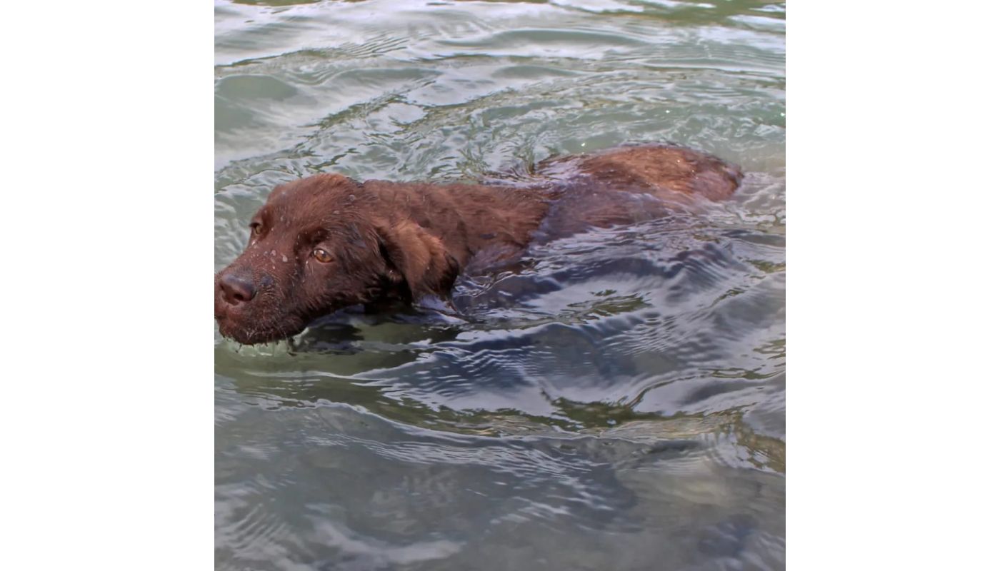 Labrador retriever cuccioli cioccolato labradorretrievercuccioliciocc-632dac9e6bd9a.jpg