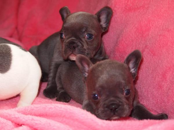 Cuccioli French Bulldog In Regalo