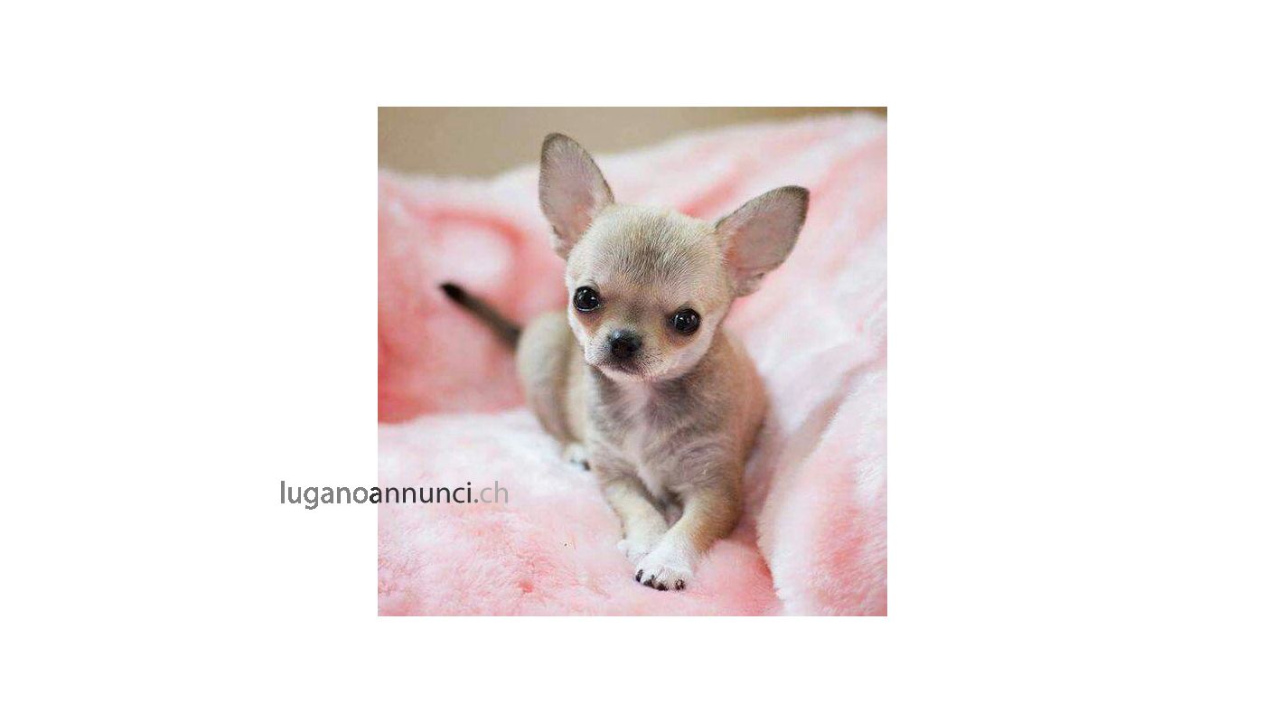 Chihuahua cuccioli - 500 EURO chihuahuacuccioli500euro.jpg