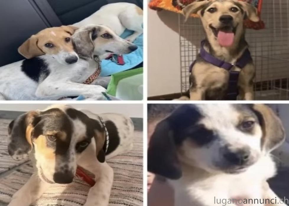 Cagnoline cercano casa Cagnolinecercanocasa.jpg Cagnoline cercano casa Cagnolinecercanocasa.jpg