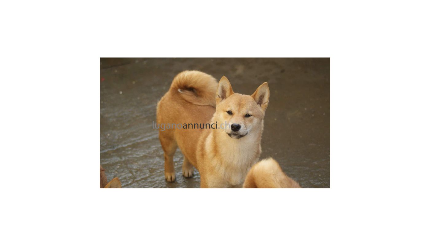 Shiba Inu cuccioli in vendita shibainucuccioliinvendita.jpg