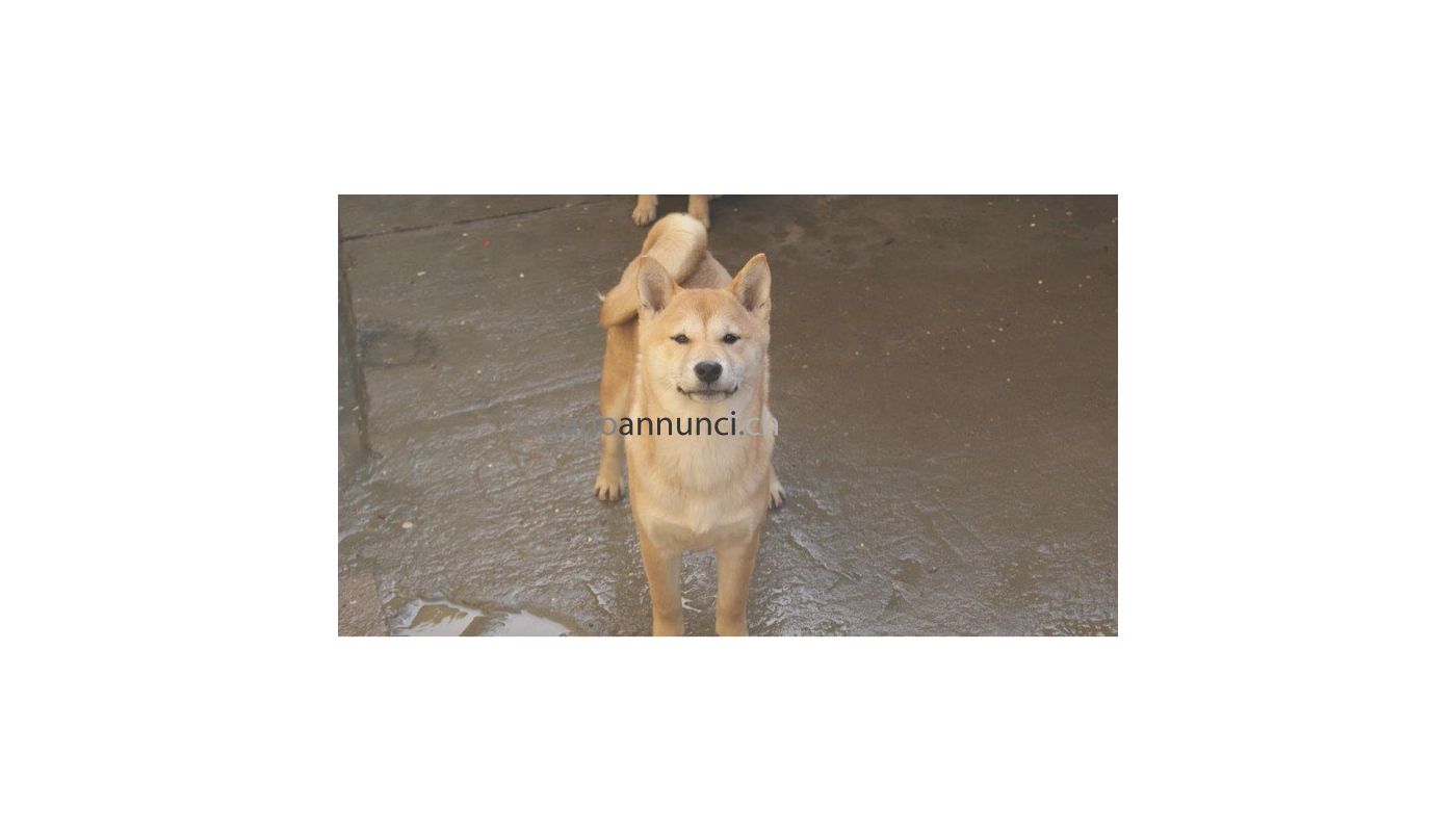Shiba Inu cuccioli in vendita shibainucuccioliinvendita1234.jpg