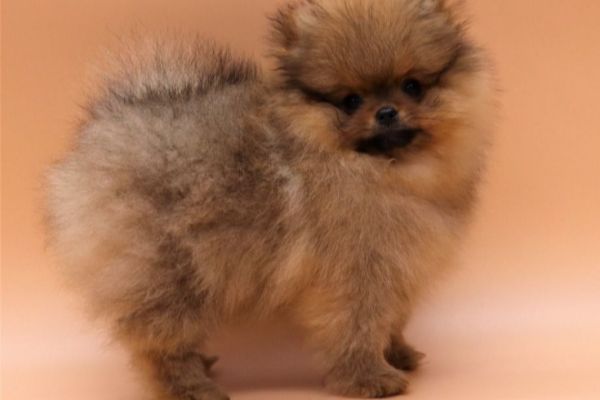 Volpino di pomerania mini toy cuccioli fulvi volpinodipomeraniaminitoycucci.jpg