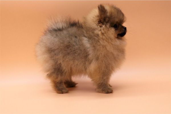 Volpino di pomerania mini toy cuccioli fulvi volpinodipomeraniaminitoycucci1.jpg