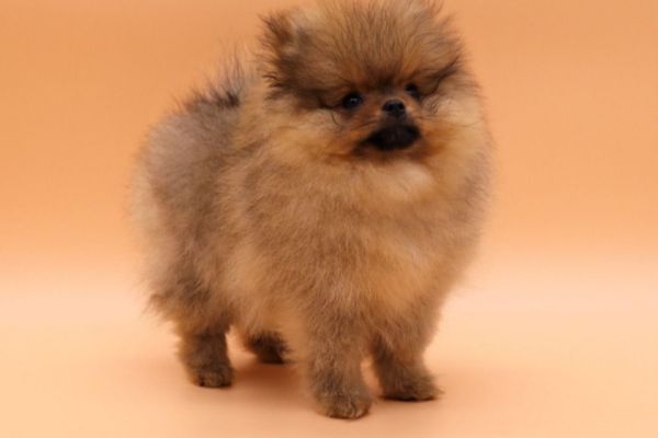 Volpino di pomerania mini toy cuccioli fulvi volpinodipomeraniaminitoycucci12.jpg