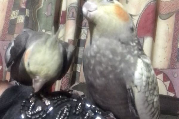 Calospite calospite.jpeg