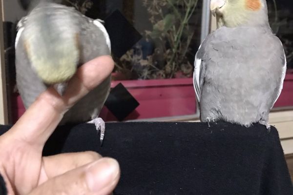 Calospite calospite1.jpeg