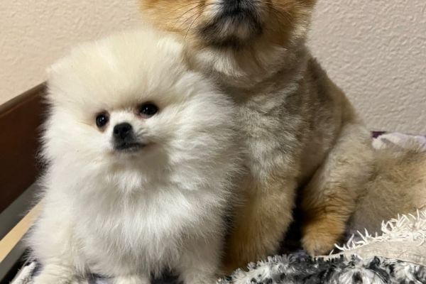 Pomerania MINI cucciolo pomeraniaminicucciolo1.jpg