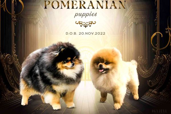 Pomerania MINI cucciolo pomeraniaminicucciolo123.jpg