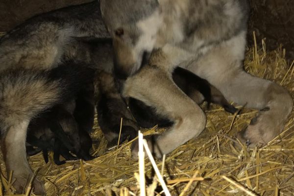 Cane Lupo Cecoslovacco cuccioli canelupocecoslovaccocuccioli.jpg