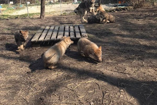 Cane Lupo Cecoslovacco cuccioli canelupocecoslovaccocuccioli1234.jpg