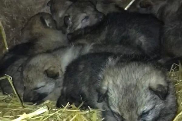 Cane Lupo Cecoslovacco cuccioli canelupocecoslovaccocuccioli1234567.jpg