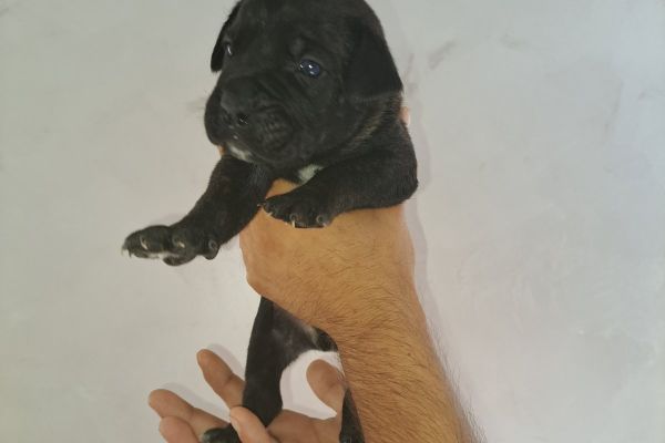 Cane Corso cuccioli canecorsocuccioli123.jpg