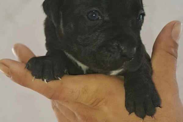 Cane Corso cuccioli canecorsocuccioli1234.jpg