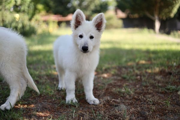 Pastore svizzero bianco cuccioli in vendita pastoresvizzerobiancocucciolii1.jpg