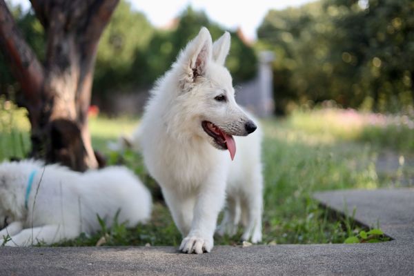 Pastore svizzero bianco cuccioli in vendita pastoresvizzerobiancocucciolii12.jpg