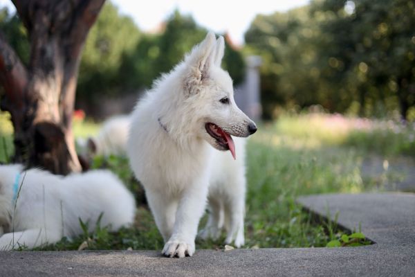 Pastore svizzero bianco cuccioli in vendita pastoresvizzerobiancocucciolii123.jpg