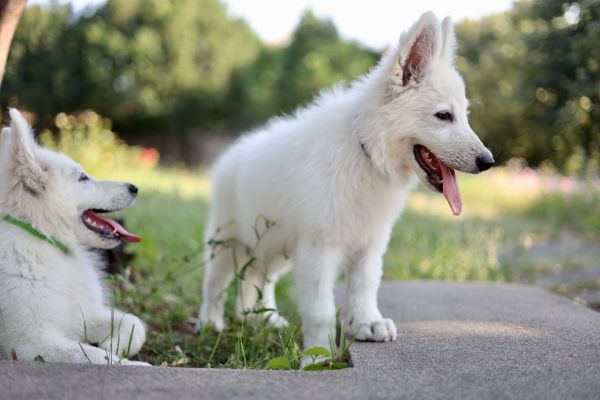 Pastore svizzero bianco cuccioli in vendita pastoresvizzerobiancocucciolii1234.jpg