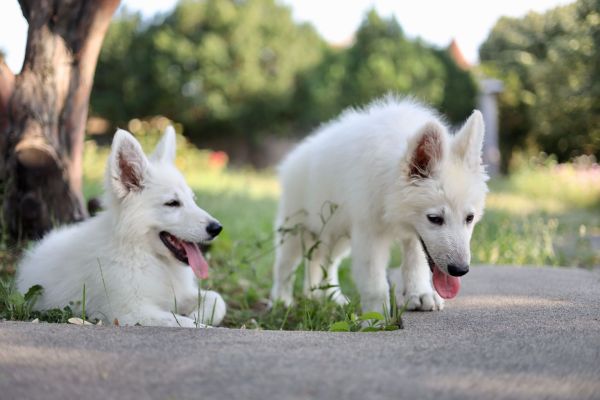 Pastore svizzero bianco cuccioli in vendita pastoresvizzerobiancocucciolii12345.jpg