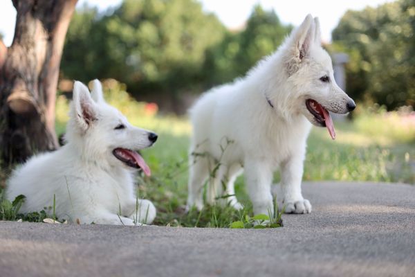Pastore svizzero bianco cuccioli in vendita pastoresvizzerobiancocucciolii123456.jpg