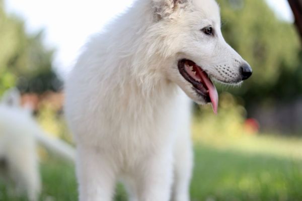 Pastore svizzero bianco cuccioli in vendita pastoresvizzerobiancocucciolii1234567.jpg