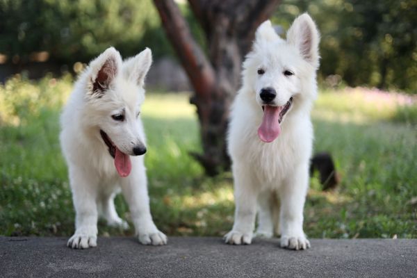 Pastore svizzero bianco cuccioli in vendita pastoresvizzerobiancocucciolii12345678.jpg
