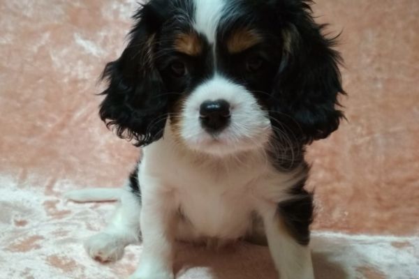 Cavalier King 3 mesi cavalierking3mesi.jpg