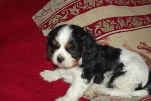 Cavalier King 3 mesi cavalierking3mesi123.jpg