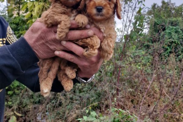 Cuccioli di barboncino toy cucciolidibarboncinotoy12.jpg