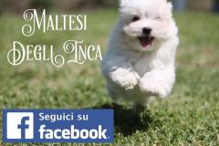 allevamento maltesi cuccioli disponibili allevamentomaltesicucciolidisponibili1.jpg