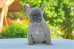 Cucciola di Bulldog Francese Blu Fawn CuccioladiBulldogFranceseBluFawn.jpg