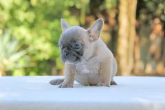 Cucciola di Bulldog Francese Blu Fawn CuccioladiBulldogFranceseBluFawn1.jpg