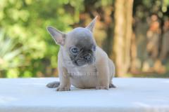 Cucciola di Bulldog Francese Blu Fawn CuccioladiBulldogFranceseBluFawn12.jpg