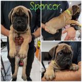 Bullmastiff - splendidi cuccioli e pedigree Bullmastiffsplendidicuccioliepedigree.jpg