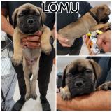 Bullmastiff - splendidi cuccioli e pedigree Bullmastiffsplendidicuccioliepedigree1.jpg