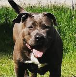 American bully Xxl AmericanbullyXxl1.jpg