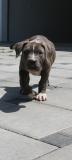 American bully Xxl AmericanbullyXxl1234.jpg