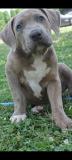 American bully Xxl AmericanbullyXxl12345.jpg