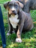 American bully Xxl AmericanbullyXxl1234567.jpg