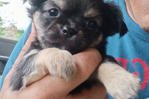 Cuccioli di Chihuahua cucciolidichihuahua1234.jpg