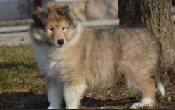 Cuccioli pastore scozzese collies Cucciolipastorescozzesecollies.png