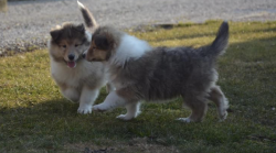 Cuccioli pastore scozzese collies Cucciolipastorescozzesecollies1.png