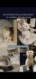 Highland / Scottish Fold Straight HighlandScottishFoldStraight1234.jpg