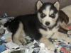 cuccioli di siberian husky 426425a.jpg